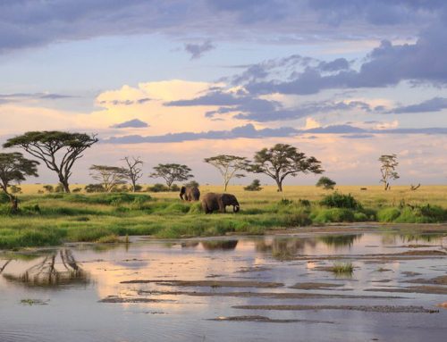 Tanzania: Country Insights